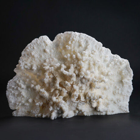 Genuine White Ridge Coral // 2.8lb