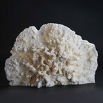Genuine White Ridge Coral // 2.8lb
