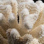 Genuine Cat's Paw Coral // 4.9lb