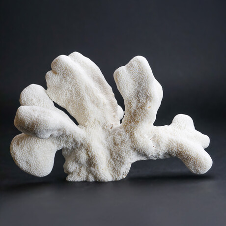 Genuine Cat's Paw Coral V.1 // 1.2lb