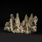 Genuine Green Fire Coral V.1 // 6.2lb