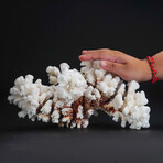 Genuine Stem Coral // 3.1lb