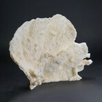 Genuine White Ridge Coral // 2.4lb