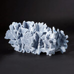 Genuine Blue Ridge Coral // 2.7lb