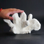 Genuine Cat's Paw Coral // 2lb