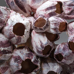 Genuine Purple Acorn Barnacle Coral // 1.7lb