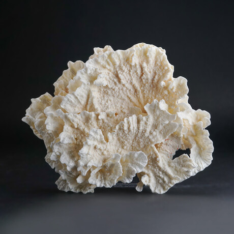 Genuine Lettuce Coral // 1.5lb