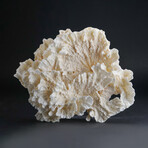 Genuine Lettuce Coral // 1.5lb