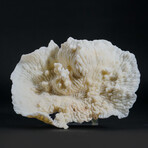 Genuine Lettuce Coral // 0.9lb