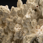 Genuine Green Fire Coral // 12.4lb