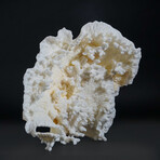 Genuine Lettuce Coral // 2.1lb