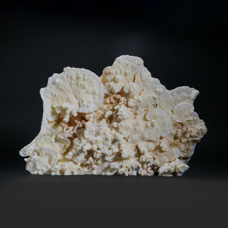 Genuine Lettuce Coral // 6.5lb