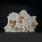 Genuine Lettuce Coral // 6.5lb