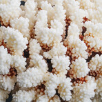 Genuine Stem Coral // 3.5lb