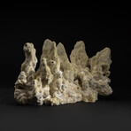 Genuine Green Fire Coral V.1 // 6.2lb