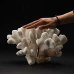 Genuine Cat's Paw Coral // 7.5lb