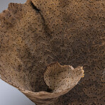 Genuine Brown Cup Coral // 3lb