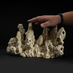 Genuine Green Fire Coral V.1 // 6.2lb