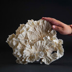 Genuine Lettuce Coral // 1.5lb