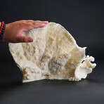 Genuine White Ridge Coral // 2.4lb