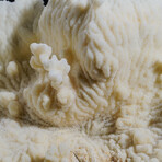 Genuine Lettuce Coral // 0.9lb