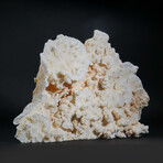 Genuine Lettuce Coral // 6.5lb