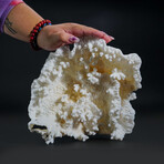 Genuine Lettuce Coral // 2.1lb