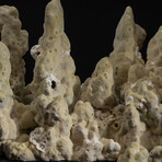 Genuine Green Fire Coral V.1 // 6.2lb