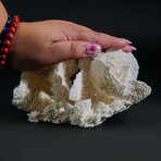 Genuine Lettuce Coral // 0.7lb