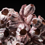 Genuine Purple Acorn Barnacle Coral // 4lb