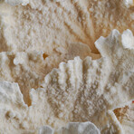 Genuine Lettuce Coral // 1.5lb