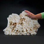 Genuine Lettuce Coral // 6.5lb