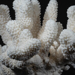 Genuine Cat's Paw Coral // 8.1lb