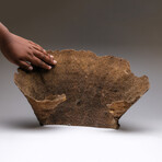 Genuine Brown Cup Coral // 3lb