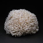 Genuine Birds Nest Coral // 2lb