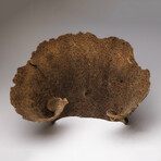 Genuine Brown Cup Coral // 3lb