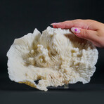 Genuine Lettuce Coral // 0.9lb