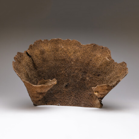 Genuine Brown Cup Coral // 3lb