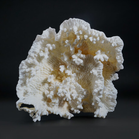 Genuine Lettuce Coral // 2.1lb