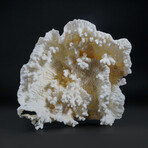 Genuine Lettuce Coral // 2.1lb