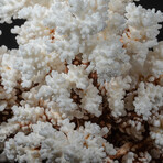 Genuine Stem Coral V.2 // 3.7lb
