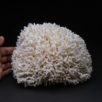 Genuine Birds Nest Coral // 2lb