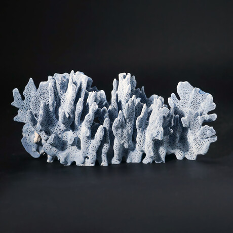 Genuine Blue Ridge Coral // 2.7lb