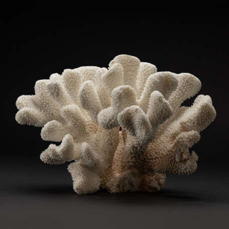 Genuine Cat's Paw Coral // 7.5lb