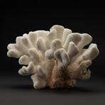 Genuine Cat's Paw Coral // 7.5lb