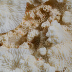 Genuine Lettuce Coral // 6.5lb