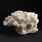 Genuine Cat's Paw Coral // 4.9lb