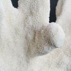 Genuine Cat's Paw Coral // 2lb