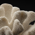 Genuine Cat's Paw Coral // 7.5lb