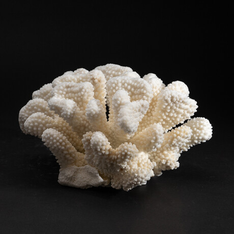 Genuine Cat's Paw Coral // 4.9lb